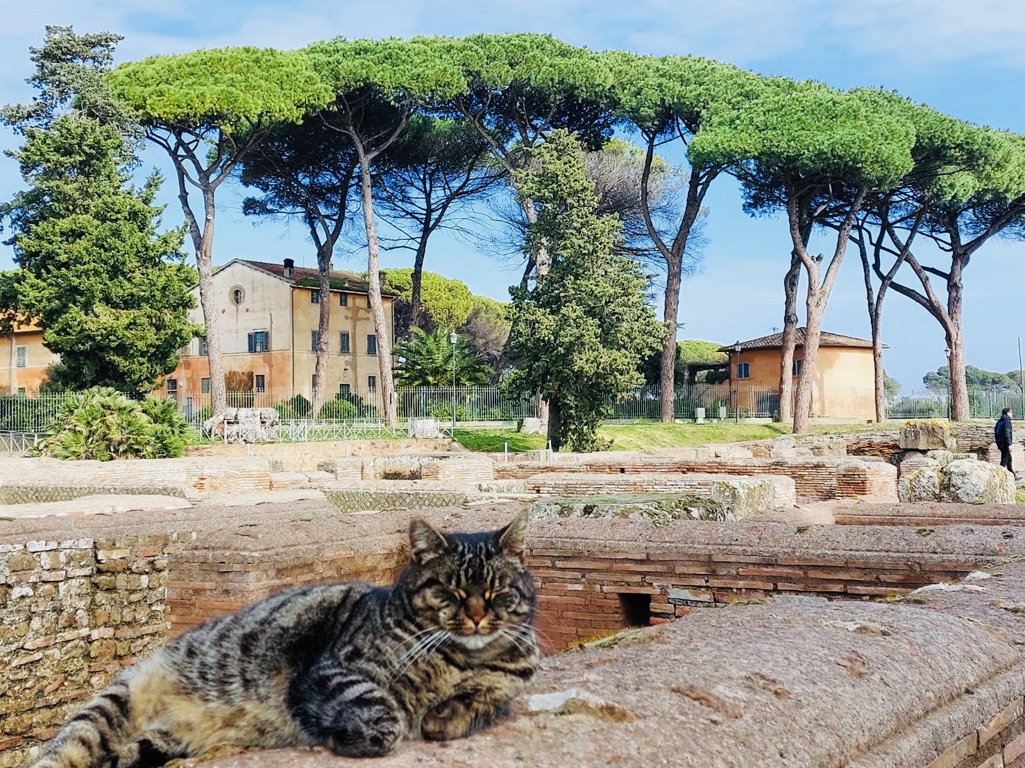 遺跡に寝そべる猫の姿
