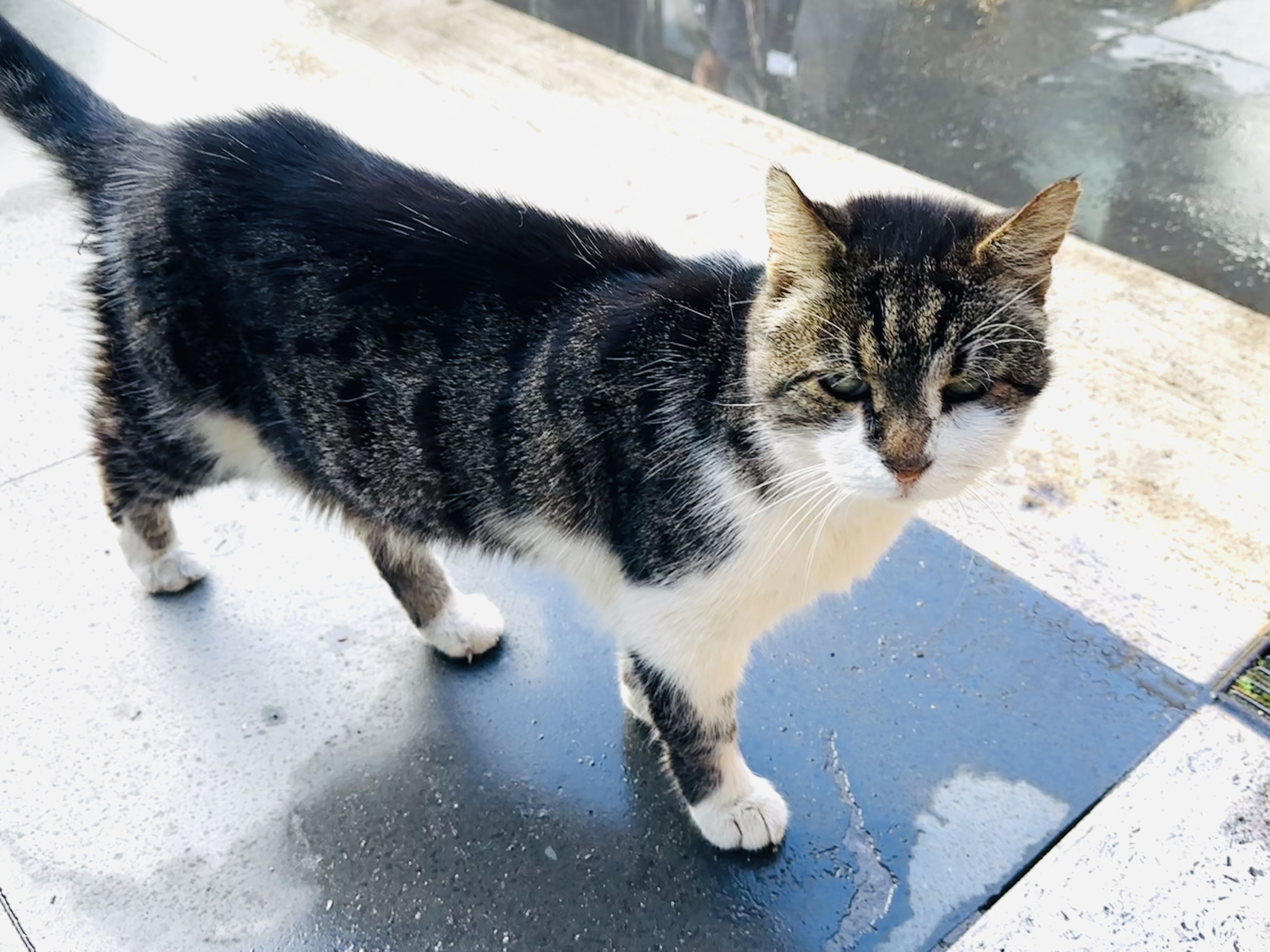 遺跡を静かに見守る猫